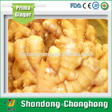 [HOT] to dubai fresh ginger/fresh ginger specification